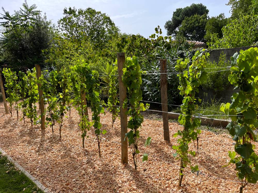 Plantation évasion paysage bordeaux gironde