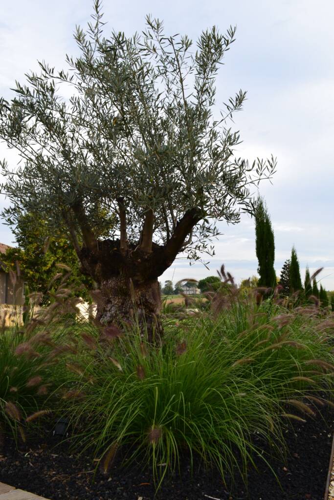 Arbre - Olivier